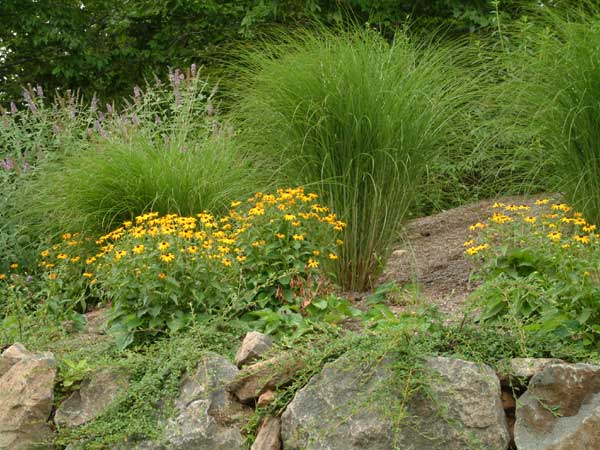 Plantings above a boulder wall.
